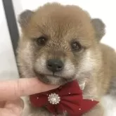 柴犬(標準サイズ)