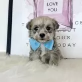 ミックス(ミニチュアシュナウザー×ビションフリーゼ)【栃木県・男の子・2025年11月2日・シルバーグレー】の写真1