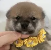 柴犬(標準サイズ)