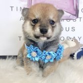 柴犬(標準サイズ)