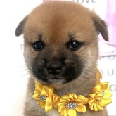 柴犬