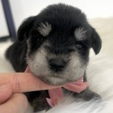 ミニチュアシュナウザー