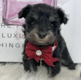 ミニチュアシュナウザー