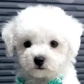 ビションフリーゼ