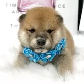 柴犬(標準サイズ)【栃木県・男の子・2025年3月3日・赤】の写真1「お目目が開きました！💙」