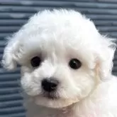 ビションフリーゼ