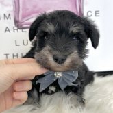 ミニチュアシュナウザー