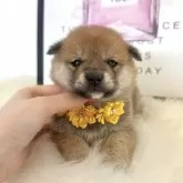 柴犬(標準サイズ)