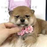 柴犬(標準サイズ)