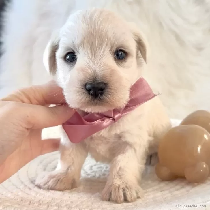 ID:2408-05076の子犬
