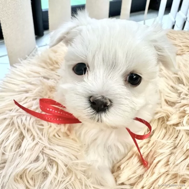 ID:2404-02133の子犬