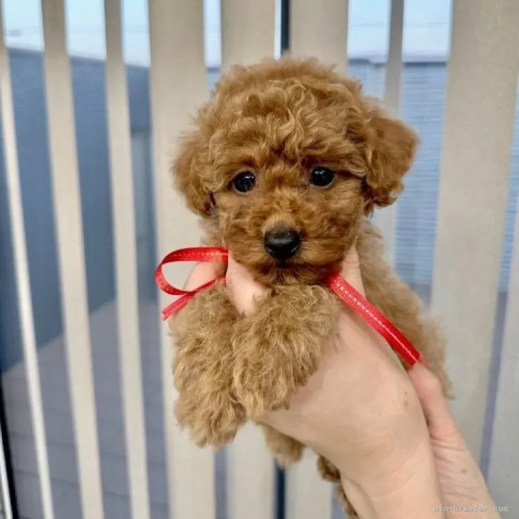 ID：2311-02050の子犬