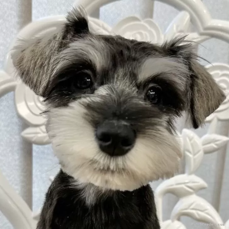 ID：2310-01372の子犬