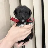 ミックス(柴×トイプードル)【栃木県・男の子・2023年5月26日・ブラック】の写真1