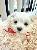 マルチーズ【栃木県・女の子・2024年3月1日・ホワイト】の写真2