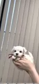 マルチーズ【栃木県・女の子・2024年3月1日・ホワイト】の写真3