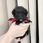 ミックス(柴×トイプードル)【栃木県・男の子・2023年5月26日・ブラック】の写真3