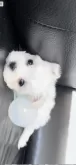 マルチーズ【栃木県・男の子・2024年3月1日・ホワイト】の写真4
