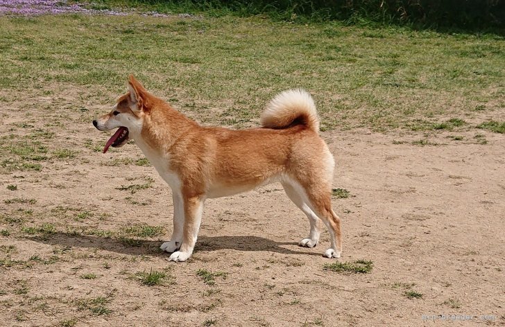 前田　早苗(まえだ　さなえ)ブリーダー(大阪府・柴犬など・JKC/日本犬保存会登録)の紹介写真5