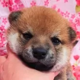 柴犬(標準サイズ)【大阪府・男の子・2025年3月1日・赤】の写真10