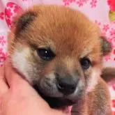 柴犬(標準サイズ)【大阪府・男の子・2025年3月1日・赤】の写真11