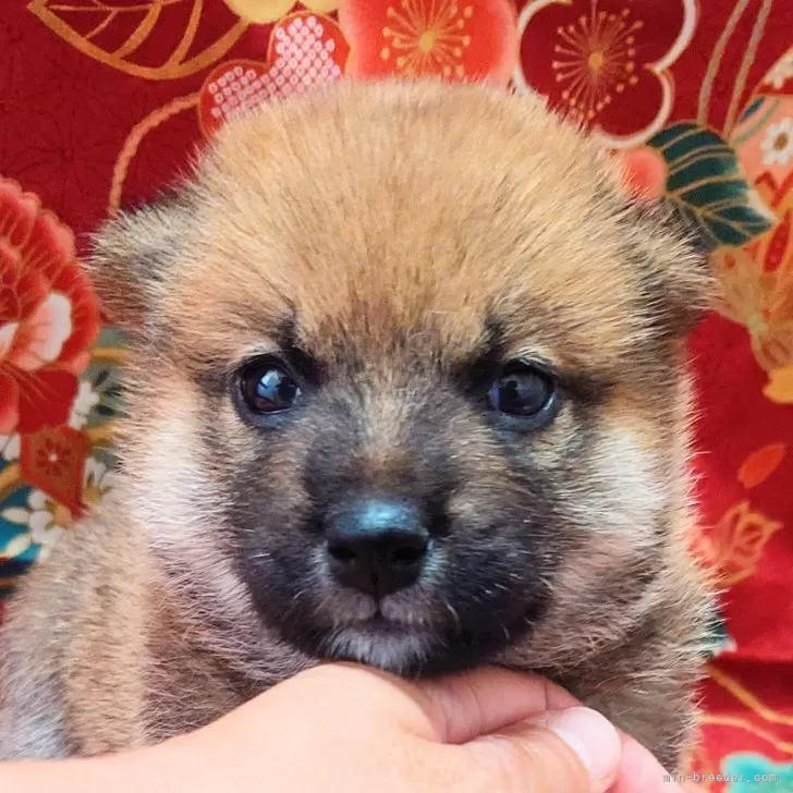柴犬(標準サイズ)【大阪府・男の子・2025年5月2日・赤】の写真1