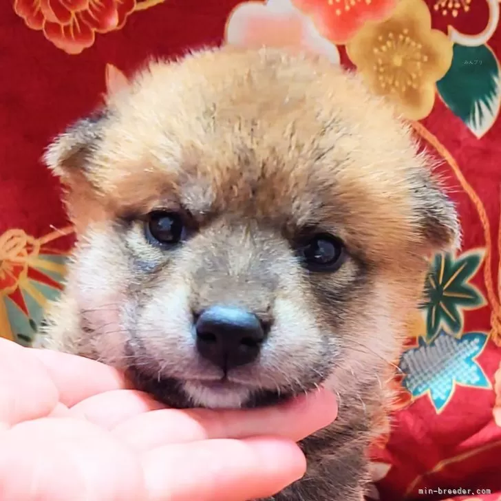 柴犬(標準サイズ)【大阪府・女の子・2025年5月2日・赤】の写真1