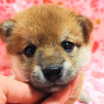 柴犬(標準サイズ)【大阪府・女の子・2025年3月1日・赤】の写真「優秀な血統で、のんびり綺麗な赤色です。」