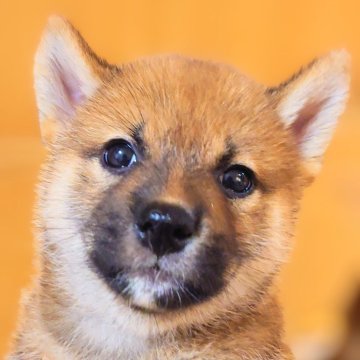 柴犬(標準サイズ)【大阪府・男の子・2025年5月2日・赤】の写真「ハイクオリティお目々クリクリの可愛い男の子」