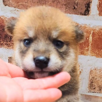 柴犬(標準サイズ)【大阪府・女の子・2025年5月2日・赤】の写真「可愛い女の子」