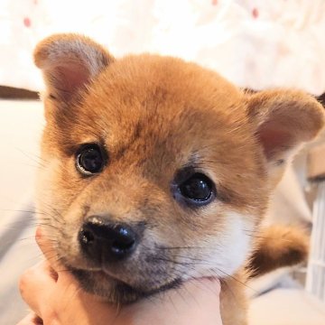 柴犬(標準サイズ)【大阪府・男の子・2025年3月1日・赤】の写真「優秀な血統で、のんびりマイペース」