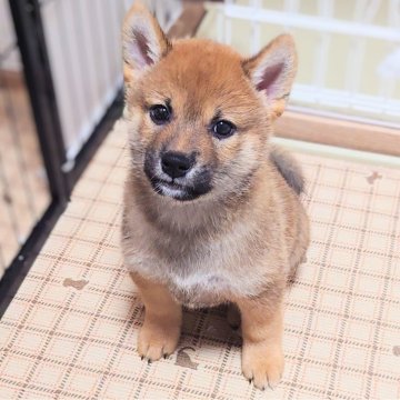 柴犬(標準サイズ)【大阪府・男の子・2025年5月2日・赤】の写真「ハイクオリティお目々クリクリの可愛い男の子」