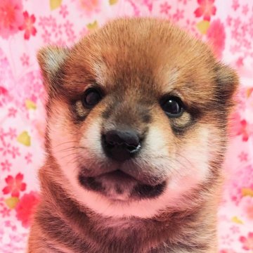 柴犬(標準サイズ)【大阪府・男の子・2025年3月1日・赤】の写真「優秀な血統で、可愛いのんびり屋さん」