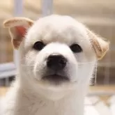 柴犬(標準サイズ)