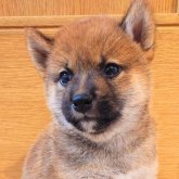 柴犬(標準サイズ)