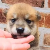 柴犬(標準サイズ)
