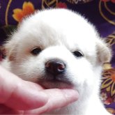 柴犬(標準サイズ)