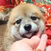 柴犬(標準サイズ)