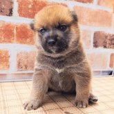 柴犬(標準サイズ)