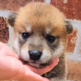 柴犬(標準サイズ)