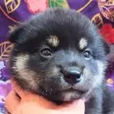 柴犬(標準サイズ)