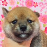 柴犬(標準サイズ)