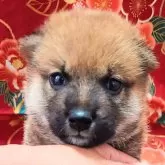 柴犬(標準サイズ)【大阪府・男の子・2025年5月2日・赤】の写真2