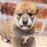 柴犬(標準サイズ)【大阪府・男の子・2025年5月2日・赤】の写真3