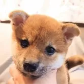 柴犬(標準サイズ)【大阪府・男の子・2025年3月1日・赤】の写真3