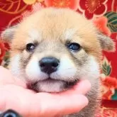 柴犬(標準サイズ)【大阪府・男の子・2025年5月2日・赤】の写真3