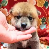 柴犬(標準サイズ)【大阪府・女の子・2025年5月2日・赤】の写真4