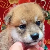 柴犬(標準サイズ)【大阪府・男の子・2025年5月2日・赤】の写真4