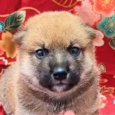 柴犬(標準サイズ)【大阪府・男の子・2025年5月2日・赤】の写真5