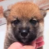 柴犬(標準サイズ)【大阪府・男の子・2025年5月2日・赤】の写真6